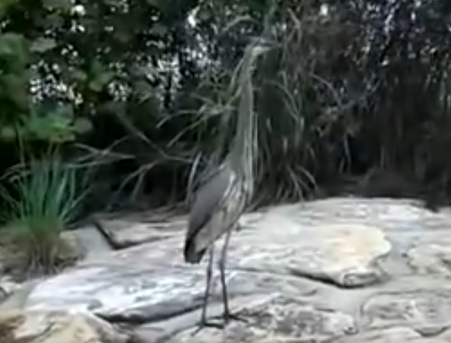 Great Blue Heron Flying Close Up – Indian Land South Carolina USA