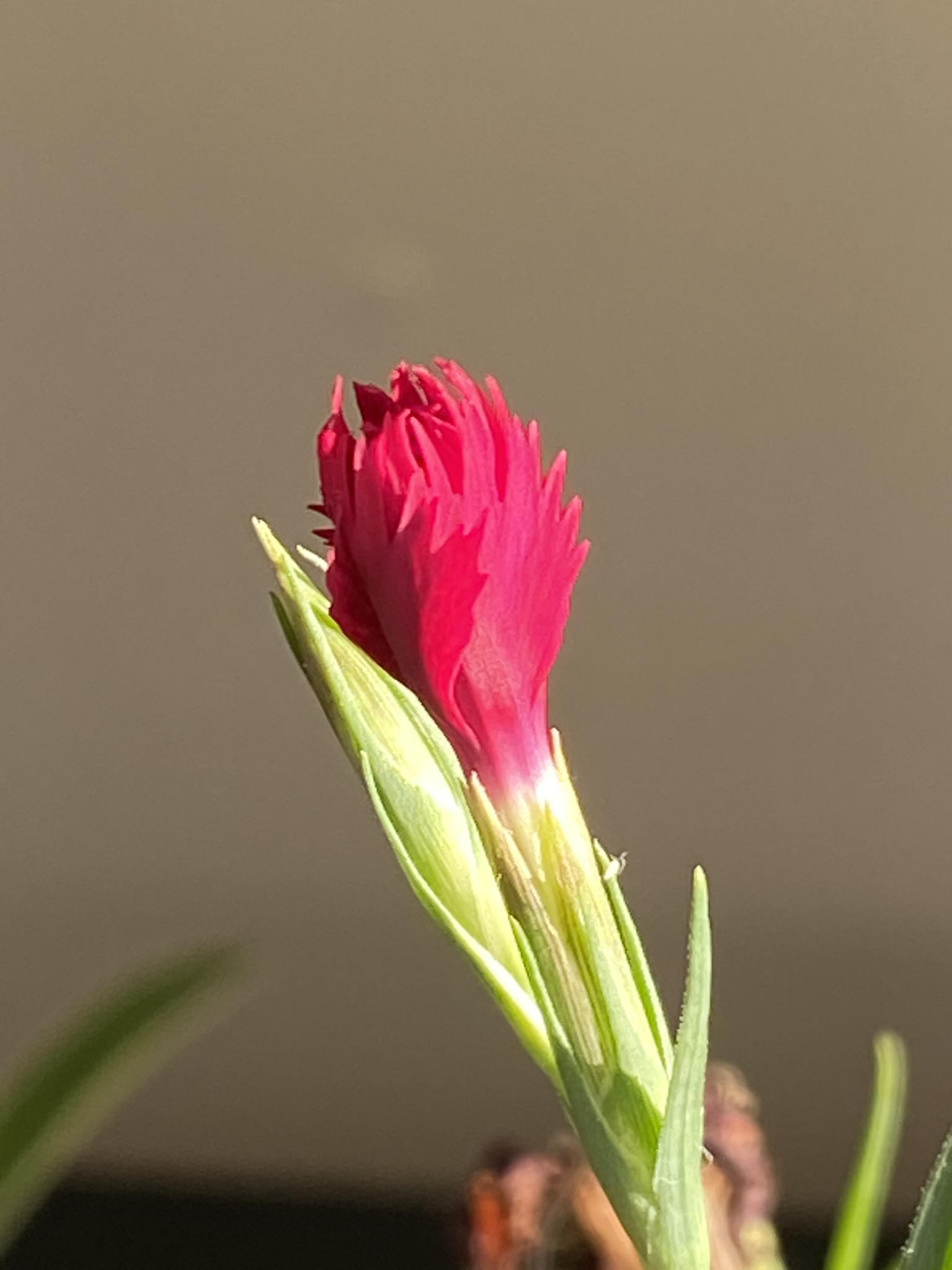Dianthus barbatus, the sweet William